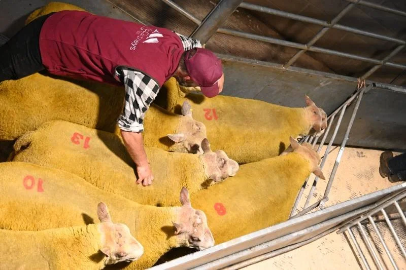 A person in a maroon and black checked shirt and maroon cap tending to a row of yellow cows in a barn.