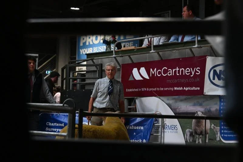 A man with gray hair, glasses, and a checkered shirt standing amongst livestock at an indoor exhibition, with signage for McCartneys and other agricultural companies in the background.