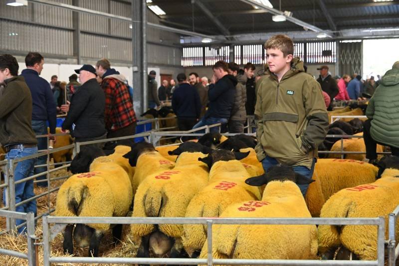 A young man in a green jacket stands among yellow sheep with black faces at a livestock show, with many people in the background.