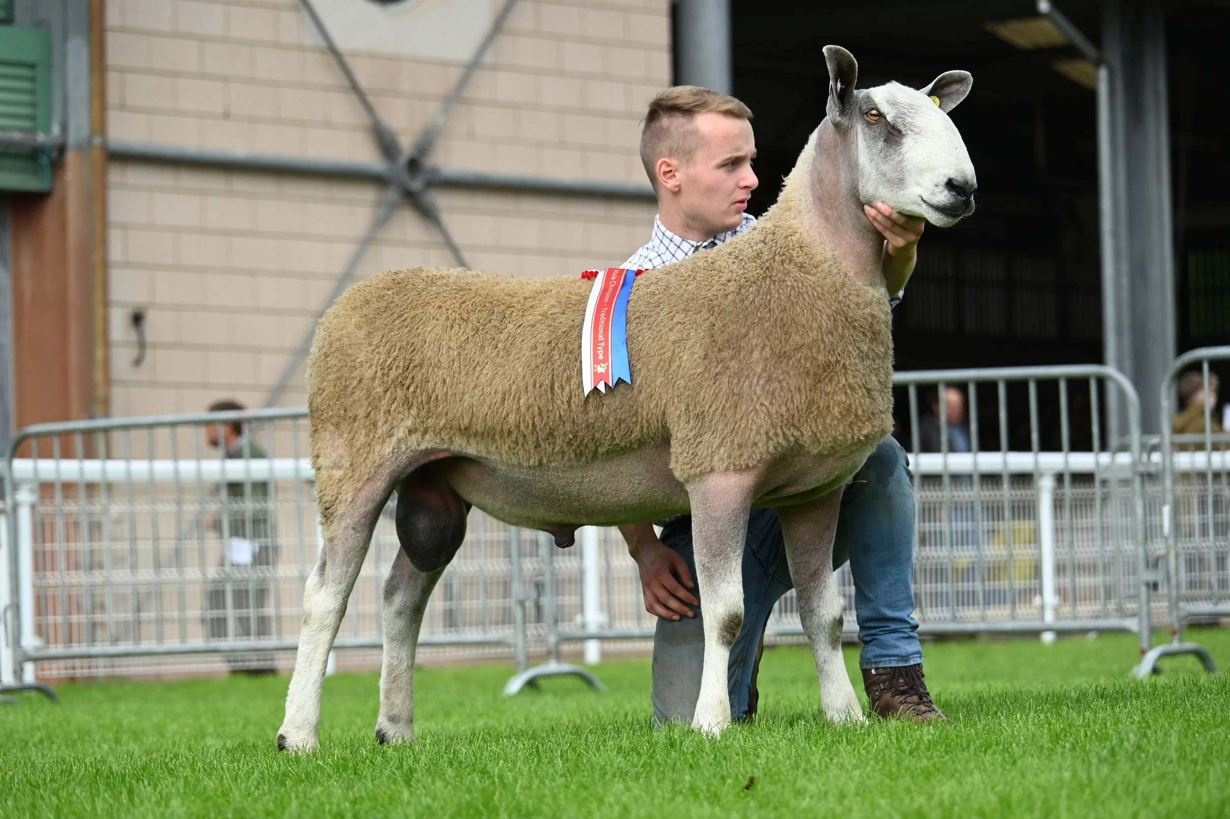 BFL Champion Lot 272 11,000gns from Aled Jones Colwyn Bay.jpg