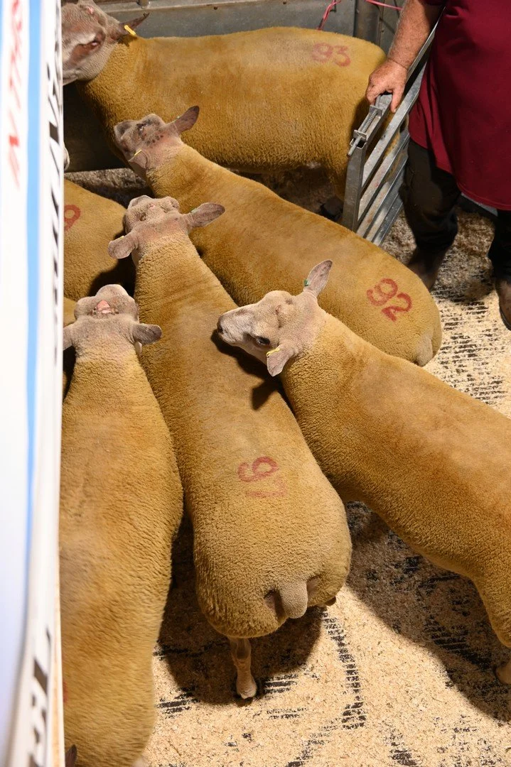 DSC_106.JPG