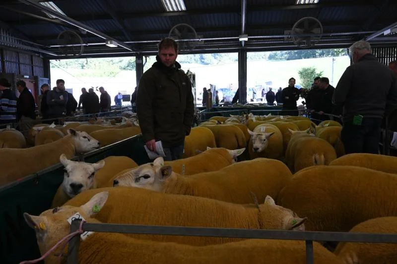 People inspecting cattle inside a barn at an agricultural fair.
