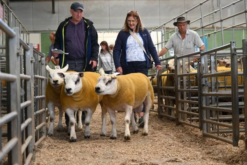 Three people walking through a livestock pen with sheep at an indoor agricultural event.