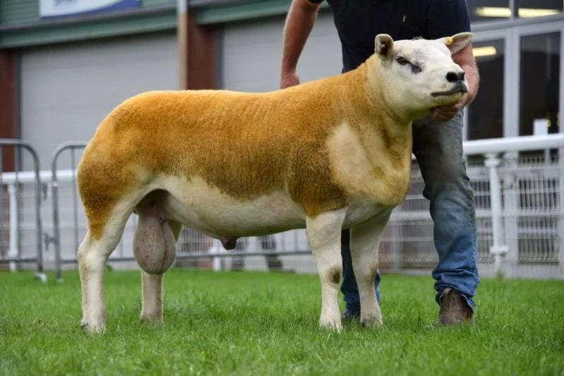 A cow with the face of a dog, standing on green grass in a yard with buildings and fencing in the background.