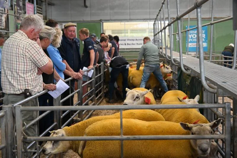 People looking at sheep in an indoor livestock exhibition