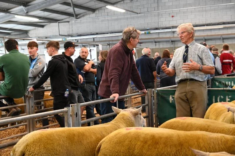 People talking at an indoor livestock exhibition or auction with sheep in the foreground.