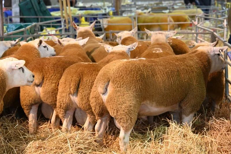 Group of sheep standing on straw bedding inside a barn or livestock facility.