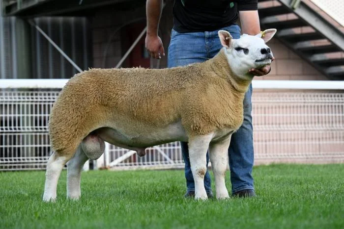 A sheep with the body of a sheep and the face of a llama, standing on grass with a person partially visible behind it.