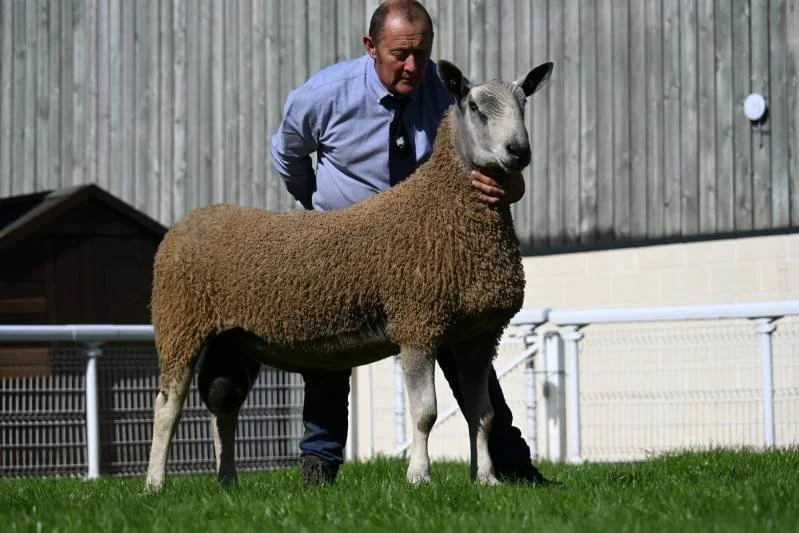 A man holding a Sheepadoodle, a crossbreed sheep and poodle dog, in a fenced yard with grass, with a wooden building in the background.