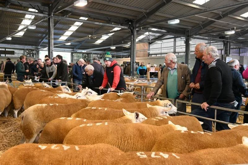 People inspecting cattle at an indoor livestock show or auction.