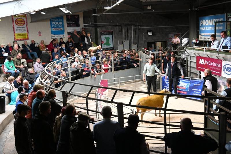 Crowd gathered around a small circular arena with a golden retriever, two men, and a woman performing or demonstrating an activity at a dog show or competition, with banners and advertisements in the background.
