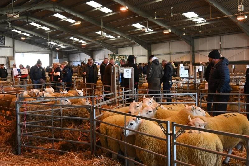 People browsing sheep at an indoor livestock auction or sale, with sheep in pens in the foreground and others in the background.