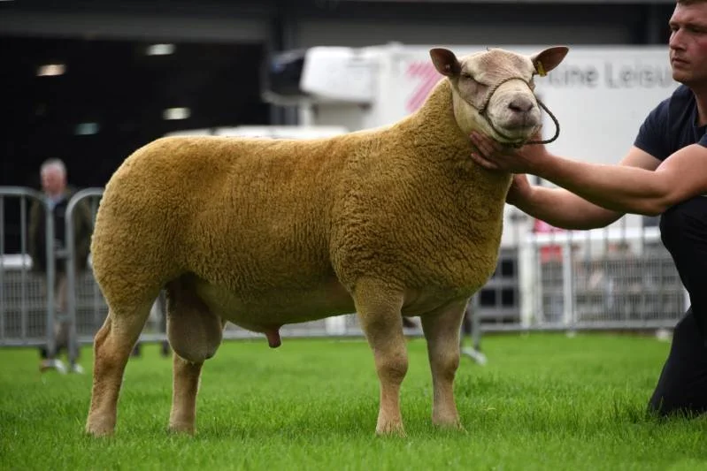 A sheep with a human-like face being shown at an agricultural event, with a person holding its head gently.