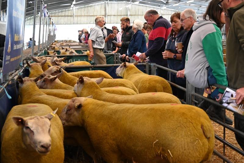 People viewing a row of sheep at a livestock exhibition inside a large, well-lit barn.