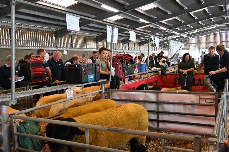 People at an indoor livestock auction viewing and bidding on animals, including several cattle in pens.