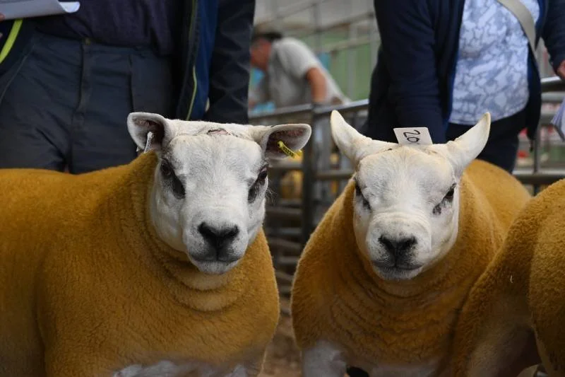 Two sheep with cartoonish sheep faces, wearing orange wool coats, standing in a livestock show or farm setting.