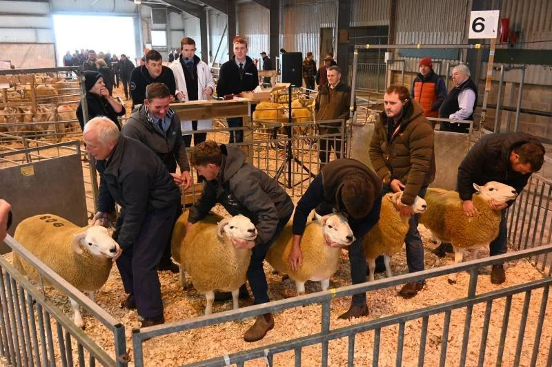 People inspecting sheep at an indoor livestock show or exhibition.
