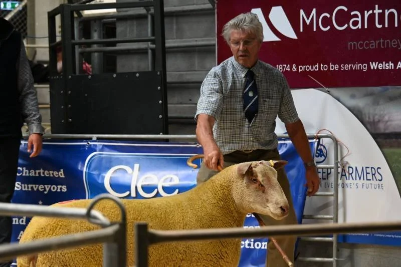 An older man in a checked shirt and striped tie handling a sheep inside an indoor exhibition area, with banners and advertisements in the background.