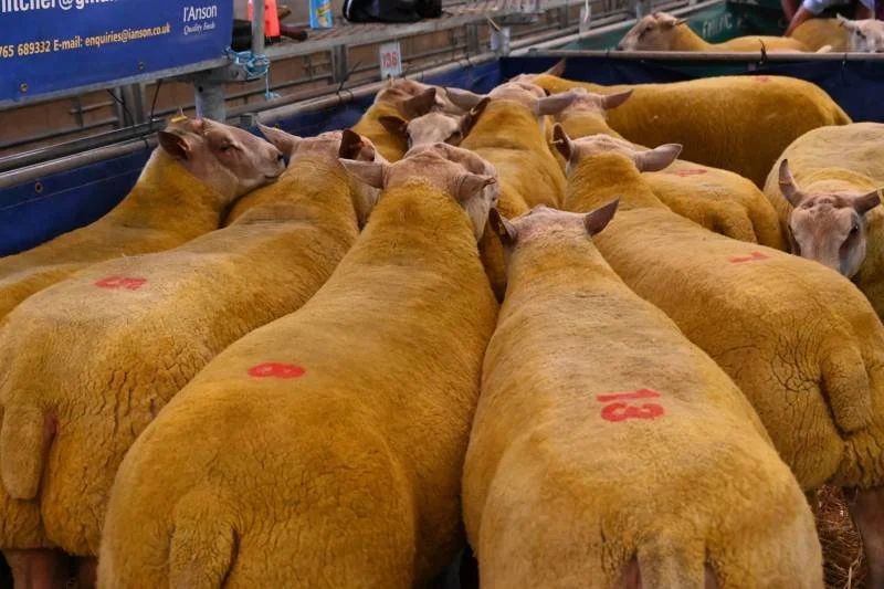 A group of sheep with numbered marks on their backs inside a livestock pen at an auction or market.