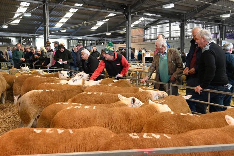 People attending a livestock sale, examining brown and white cows inside a large barn with metal beams and a roof, with some cows marked with white numbers.
