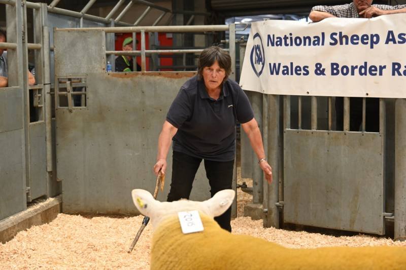 A woman in black clothing at a livestock show, standing in an enclosure with a sheep in front of her and a banner that reads 'National Sheep Ass... Wales & Border Ra...'.