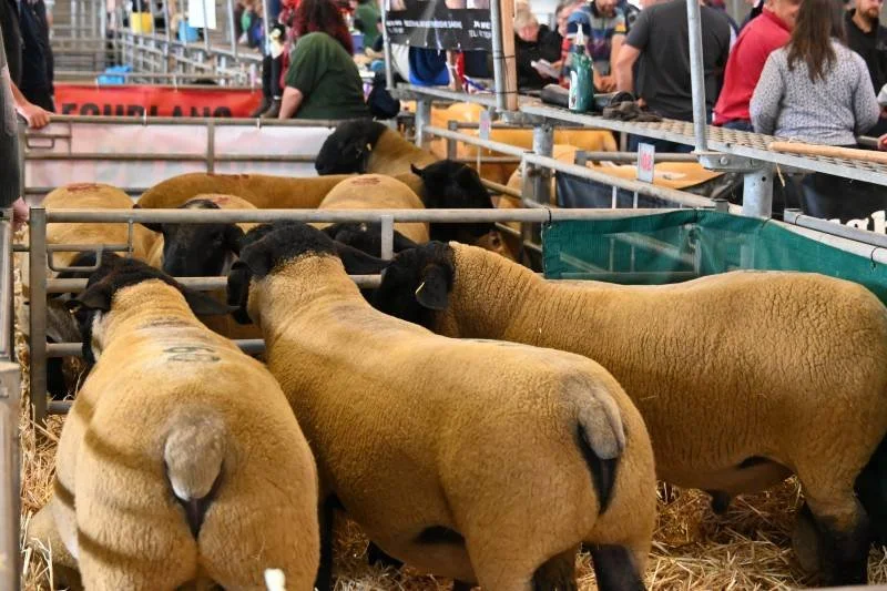 Multiple sheep in a pen at an indoor event with people in the background.