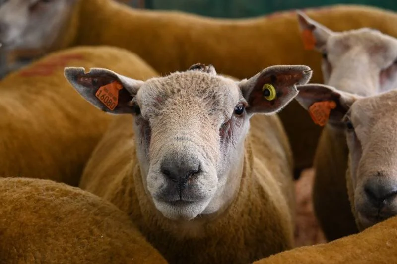 Close-up of a sheep facing the camera with other sheep in the background.