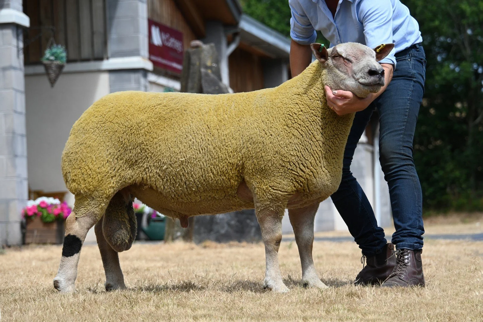 Lot 62 Charollais 3,000gns from Deborah Whitcher (Galtres)..JPG