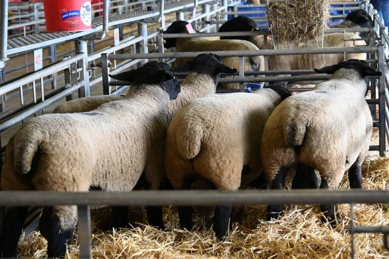Several sheep in a fenced pen with straw on the ground inside a barn or livestock facility.