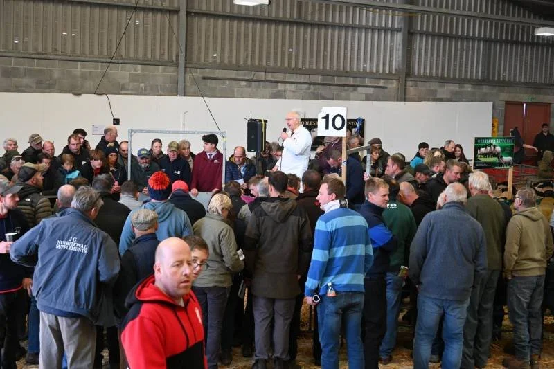 Crowd gathered around an auctioneer at a livestock auction, with some people looking at animals and others bidding.