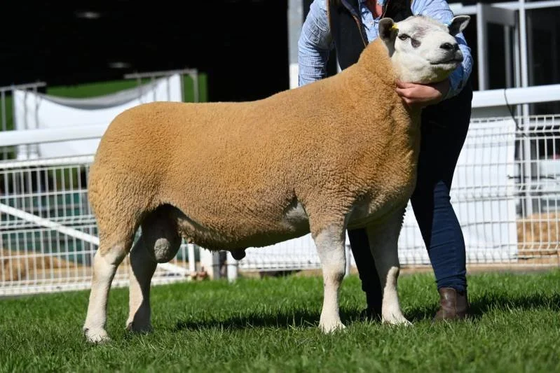 A sheep with a body and woolly coat and a sheep's face being held by a person in a fenced outdoor area.