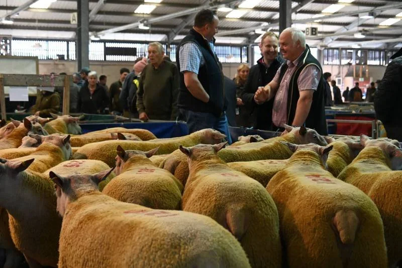 People at an indoor livestock auction viewing sheep.