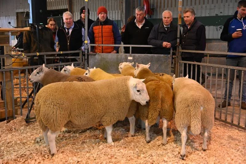 Group of people observing a small pen of sheep inside a barn or exhibition area.