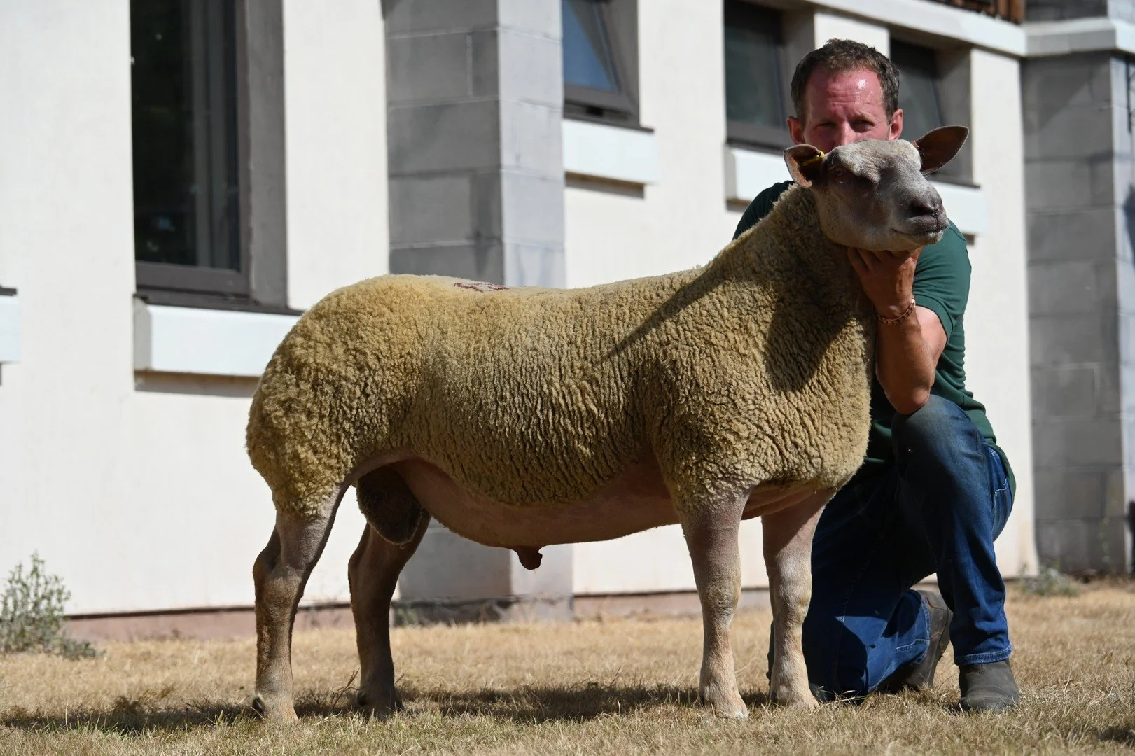 Lot 120 champion Charollais from D Lewis (PEMBROKE).JPG