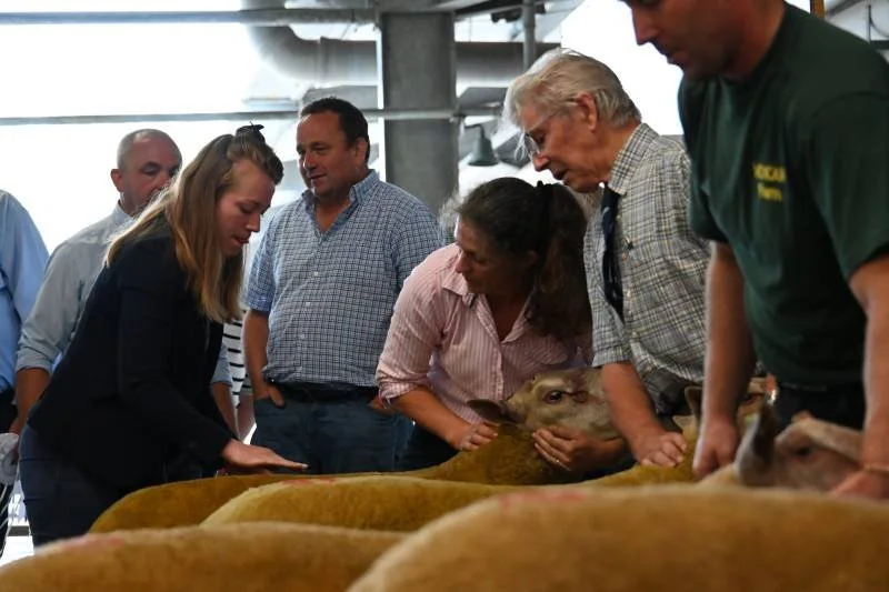 Group of people examining a calf in a barn or farm setting, with several other calves in the foreground.