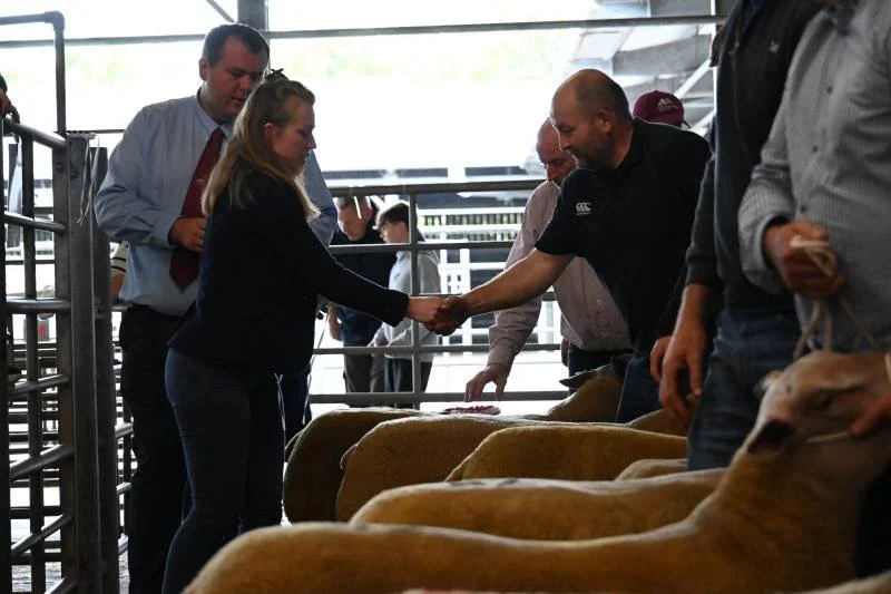 A woman and a man are shaking hands at a livestock auction or sale, with sheep lined up in front of them. Several other people are nearby, observing and participating.