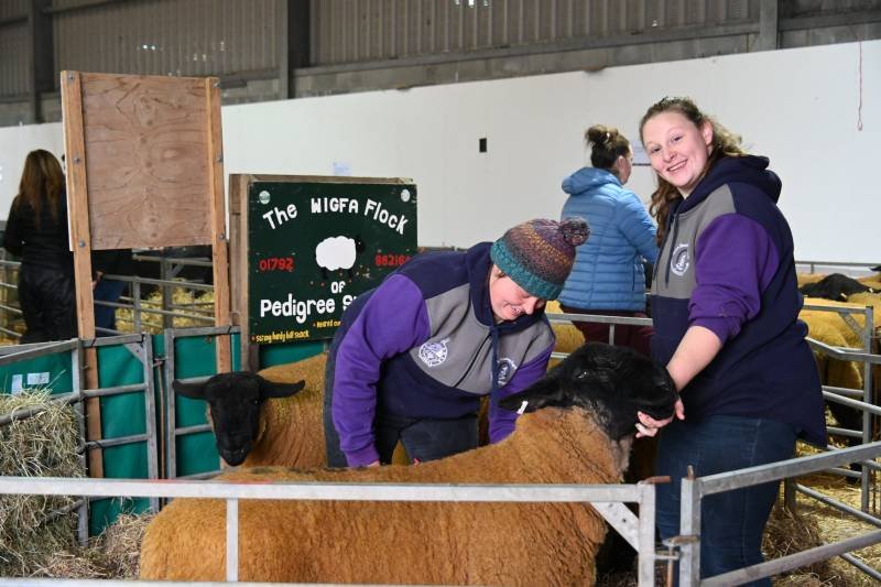 Two women in purple and gray jackets are petting sheep in a pen at an event called 'The Higga Flock of Pedigree Sheep'. One woman is smiling at the camera while the other is looking down at the sheep.