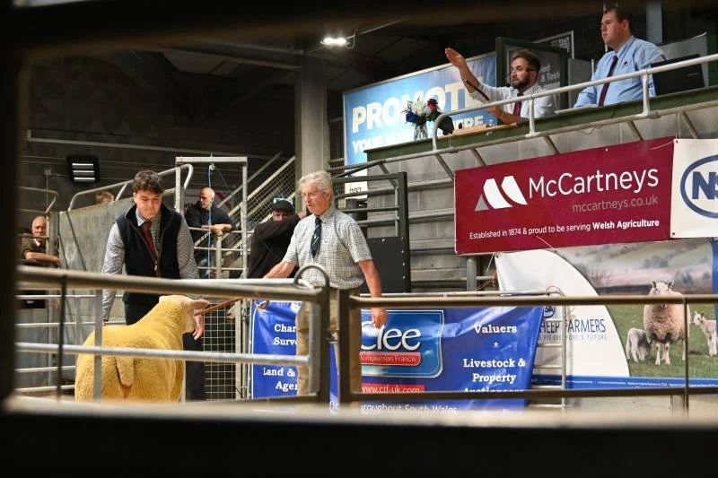 Two men are observing a young sheep at a livestock auction or exhibition. There are people and banners in the background, and one man appears to be speaking or gesturing.