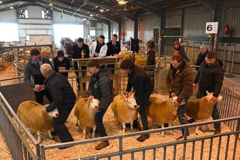 People examining sheep in a livestock pen at an indoor agricultural event.