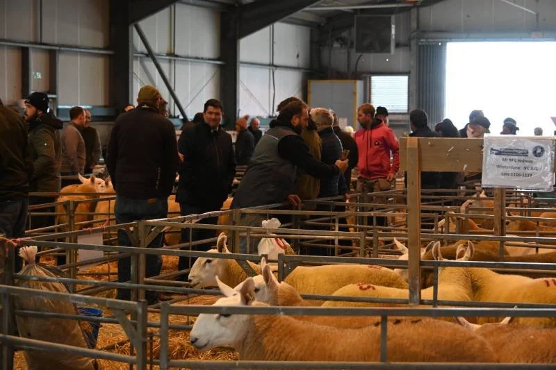 People at an indoor animal exhibition viewing goats in pens.