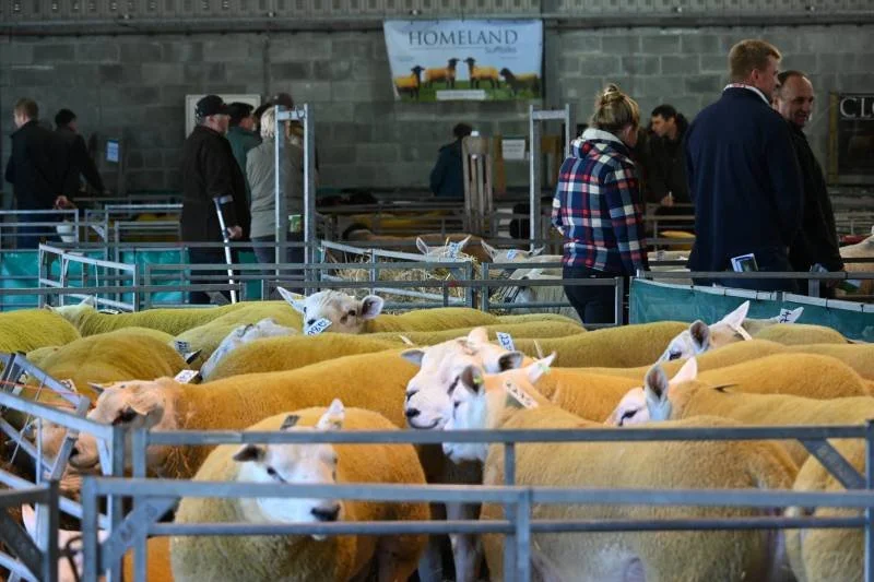Sheep in pens at an indoor livestock exhibition with people walking and viewing in the background.