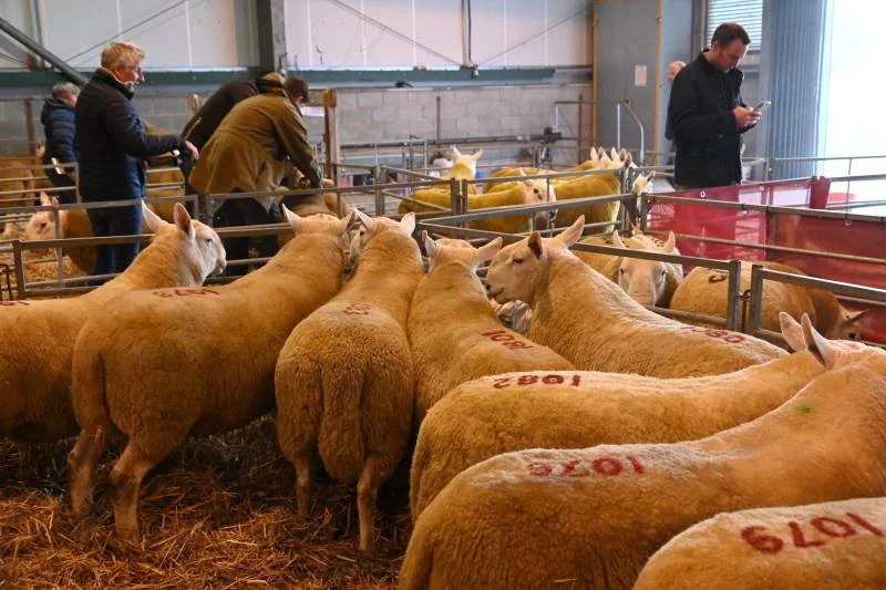 Group of people and sheep inside an industrial barn, with some people taking pictures and sheep marked with numbers on their wool.
