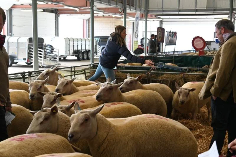 People looking at sheep in a barn, one person with a clipboard, sheep lying on hay, indoors at an agricultural event.