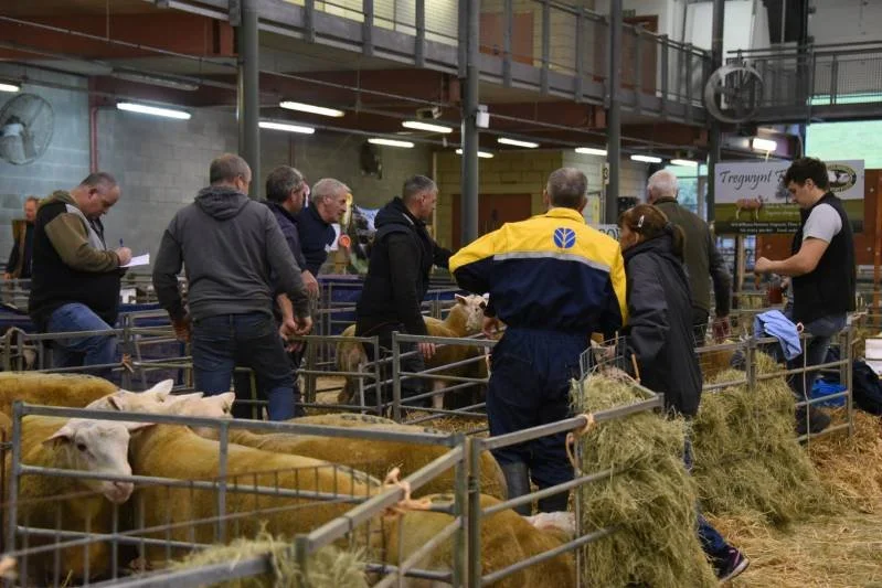 People examining and judging cattle at a livestock exhibition or auction, with pens filled with cattle and hay in an indoor setting.