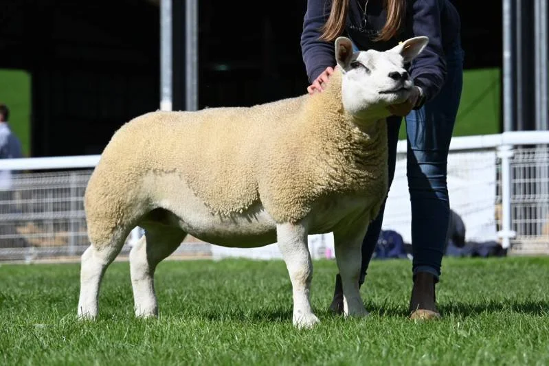 A sheep with a sheep's body and a dog's head, standing on grass with a person petting it, in an outdoor setting.