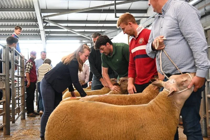People examining sheep at a livestock show or farm event inside a large shed.