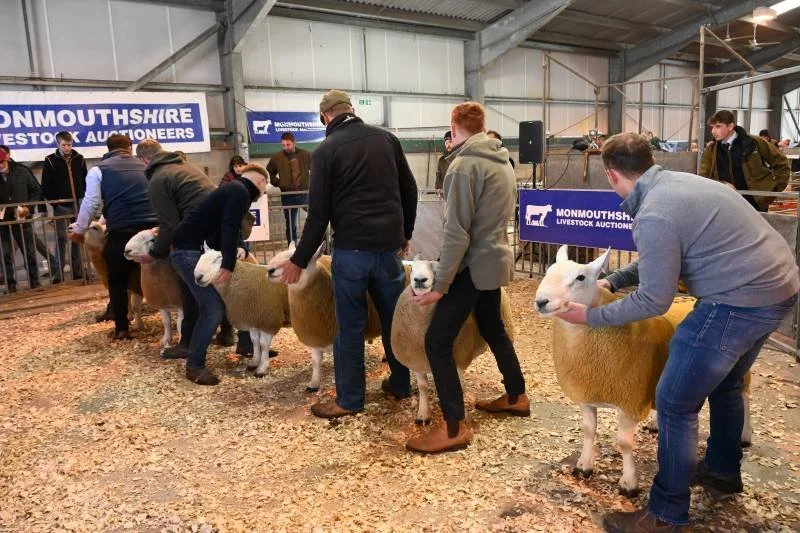 People showing sheep at a livestock auction in a large indoor arena.
