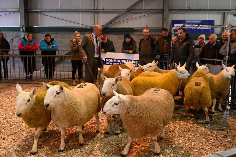 Sheep inside a livestock auction or exhibition, with several people observing and a man in a brown suit holding a cane.