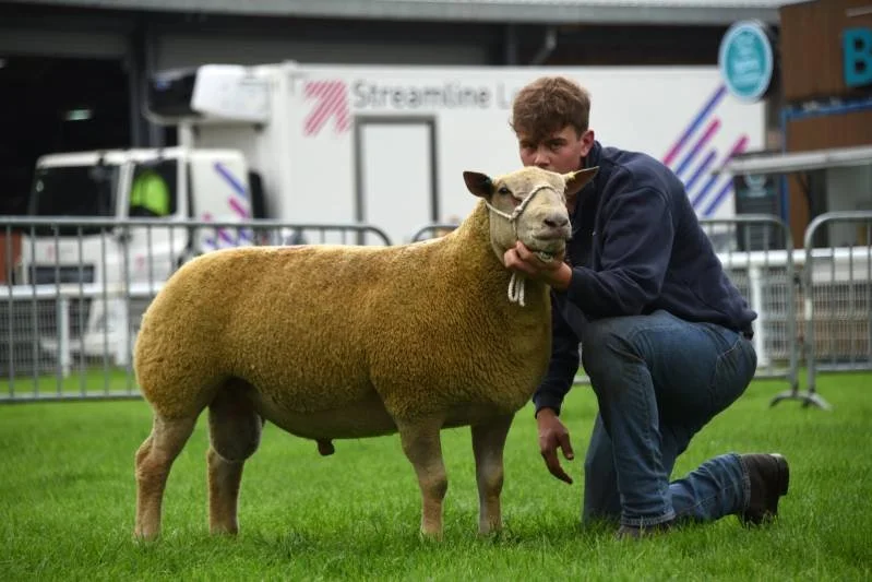 A young man kneeling on one knee next to a sheep at an outdoor event.