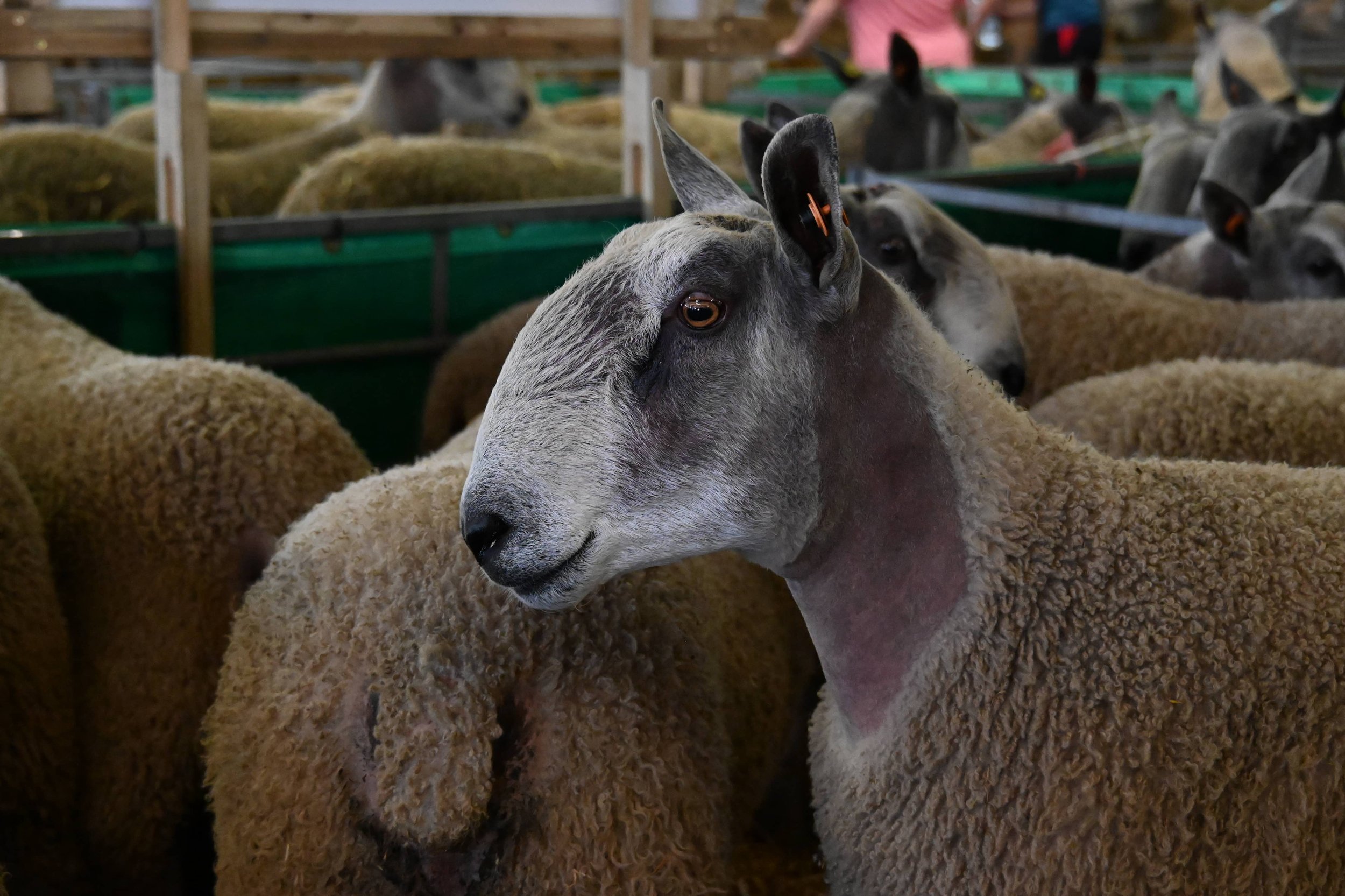 Close-up of a sheep's head with gray and white wool, surrounded by other sheep in a barn.